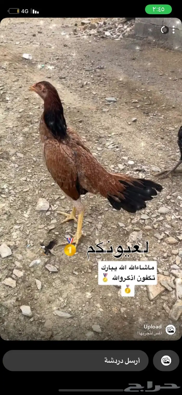 دجاج سندي 1