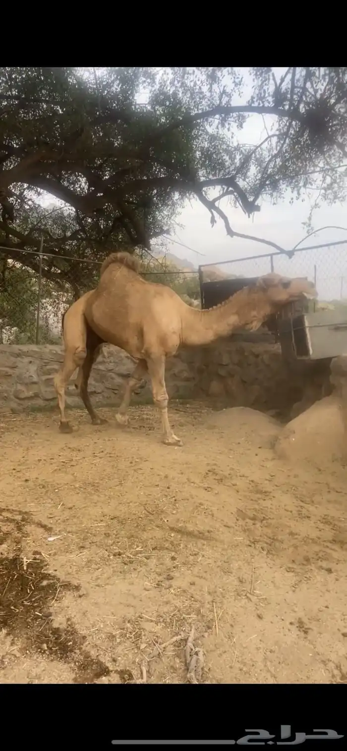 جمل فحل 1