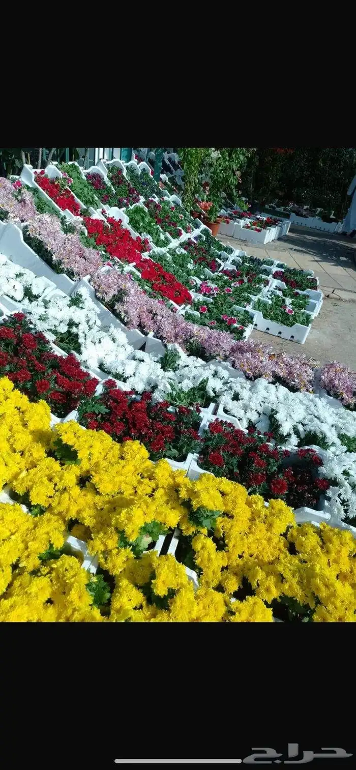 بيع انواع النخيل والشجر والعشيب والورد وتنظيف النخيل وشجره 2