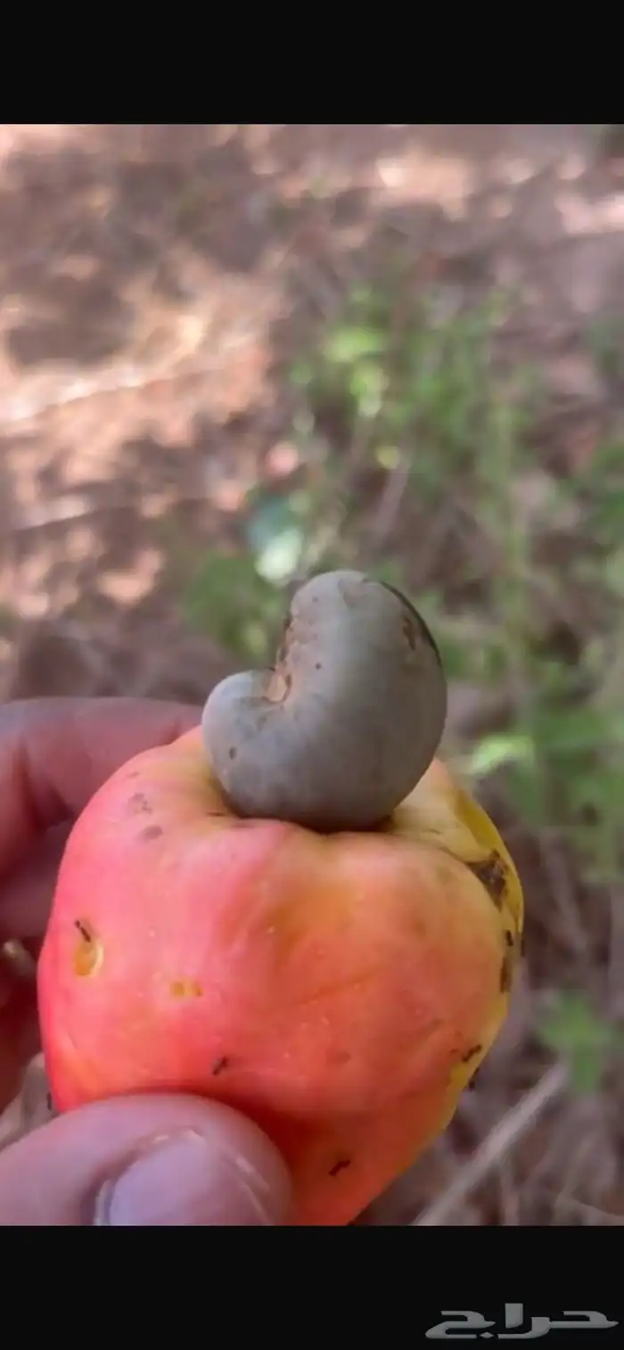 كاجو خام موجود بالرياض للبيع 2