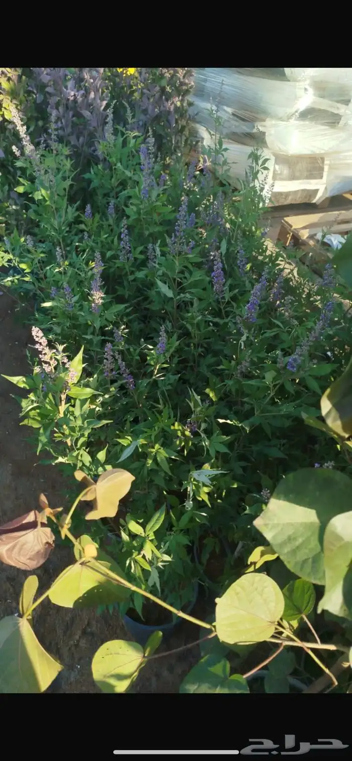 بيع انواع النخيل والشجر والعشيب والورد وتنظيف النخيل وشجره 1