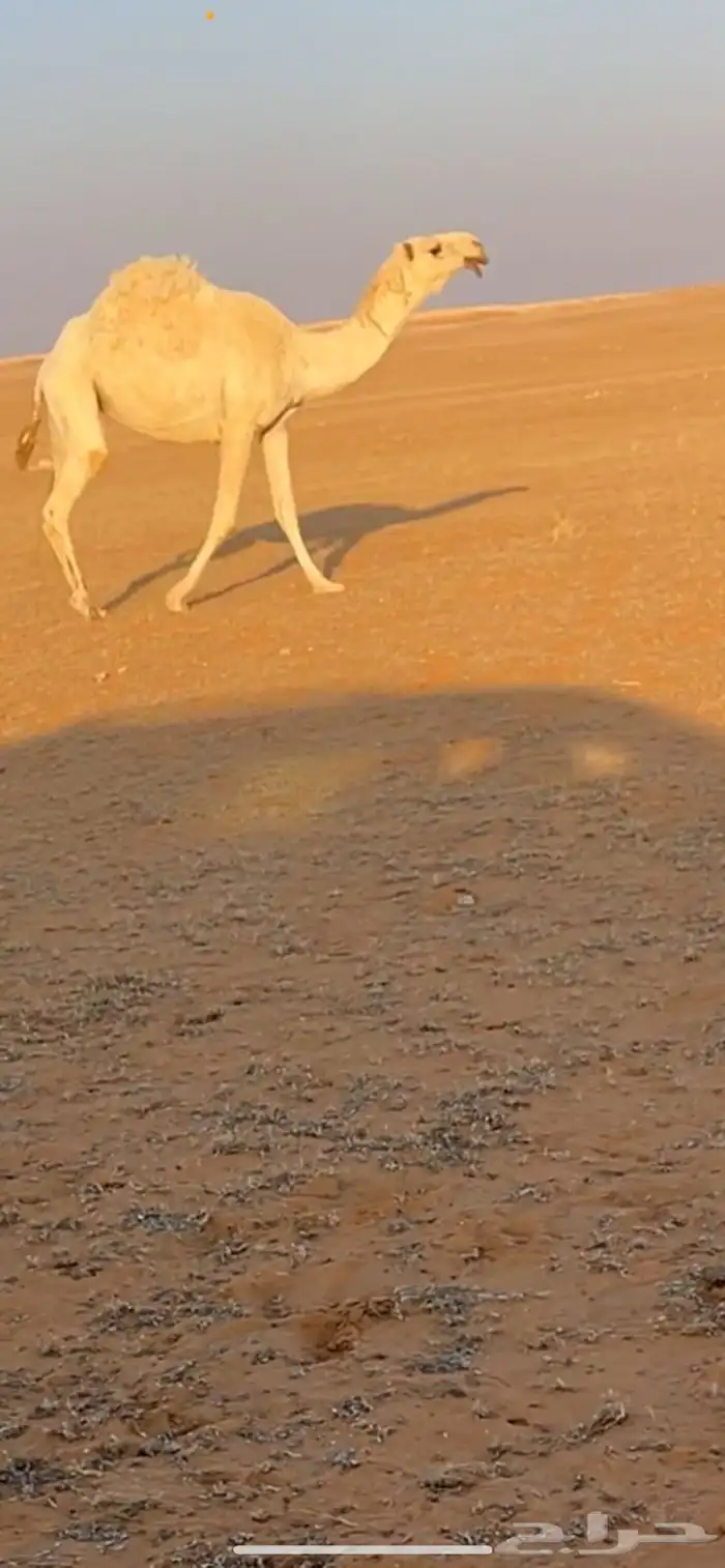 ناقة للبيع ضروبه 0