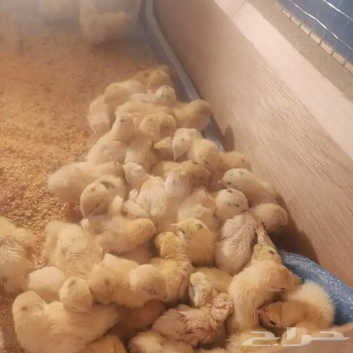 سمان تكساس 2