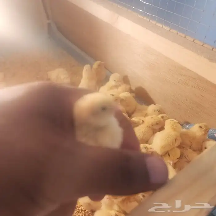 سمان تكساس 1