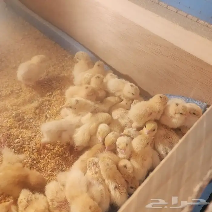 سمان تكساس 0