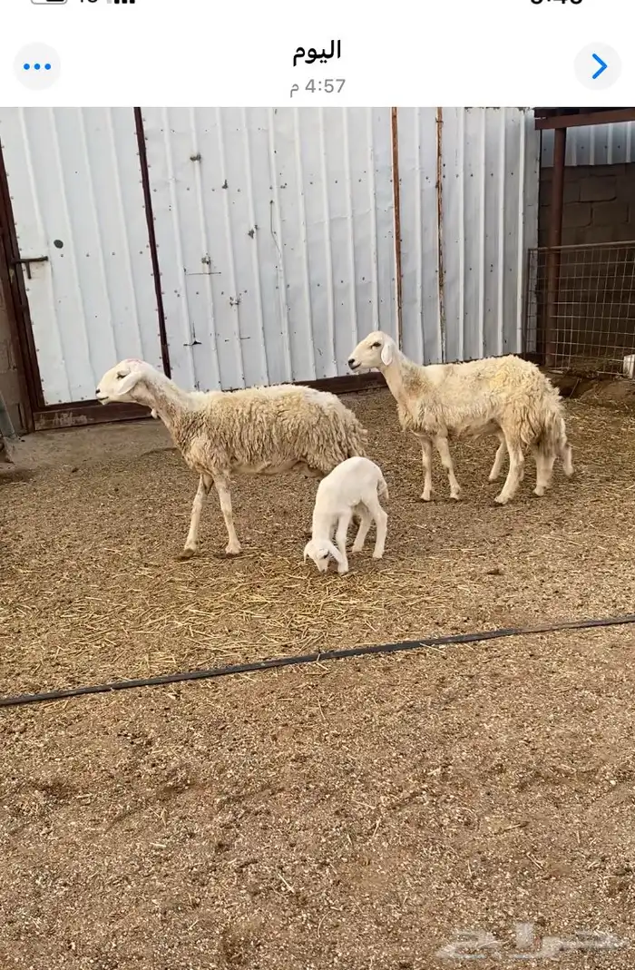 غنم مواليد 0