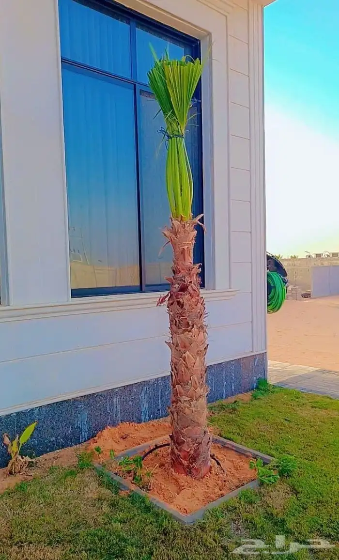 نخيل للبيع العربي والواشنطني لتواصل 4