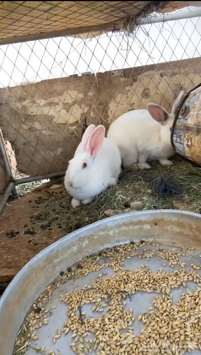 البيع ارنب 0