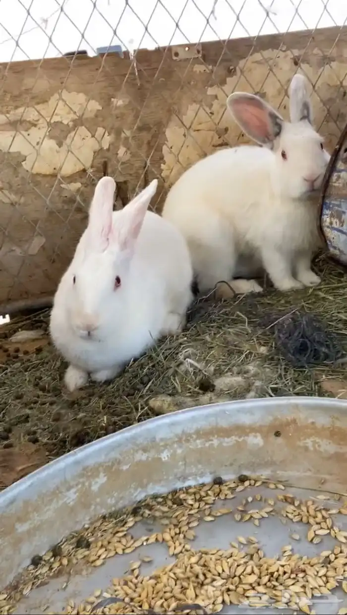 البيع ارنب 1