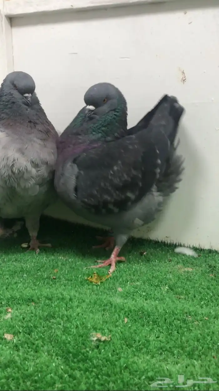 جوزين كنق مدينا 2