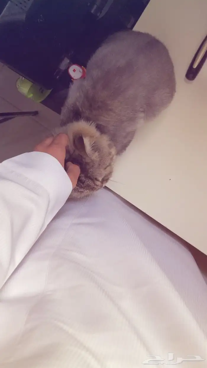 قطه شيرازي 1