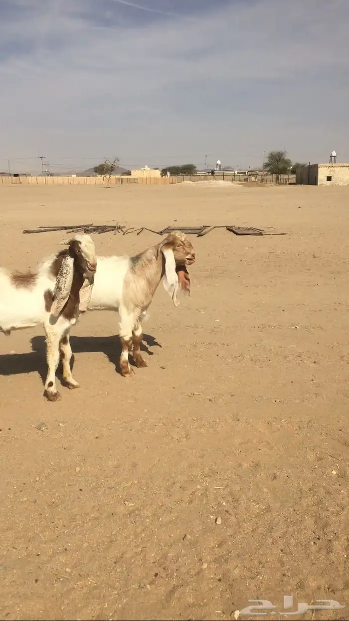 مشاريع فحول مشاريك 3