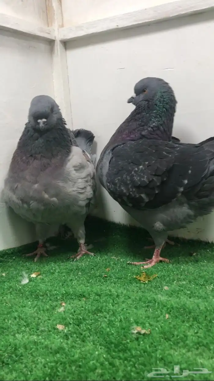 جوزين كنق مدينا 5