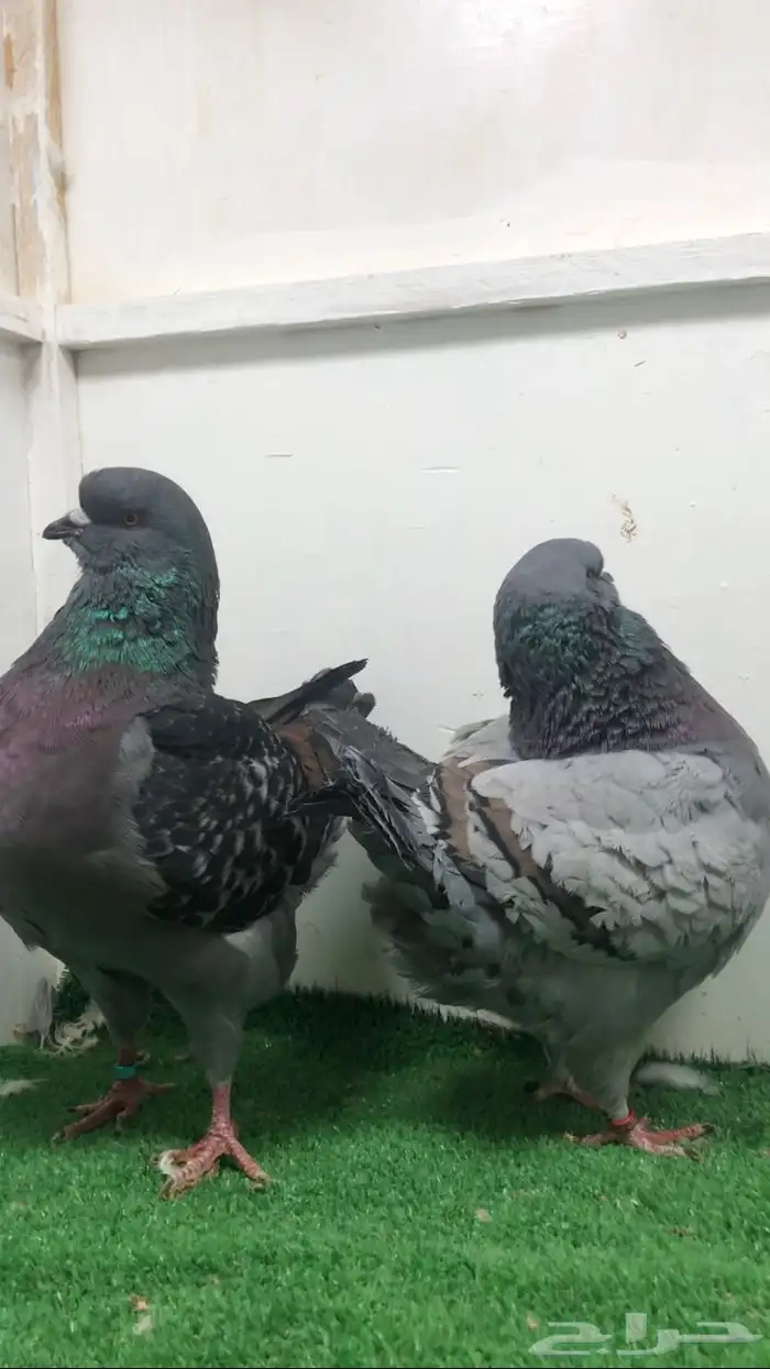 جوزين كنق مدينا 3