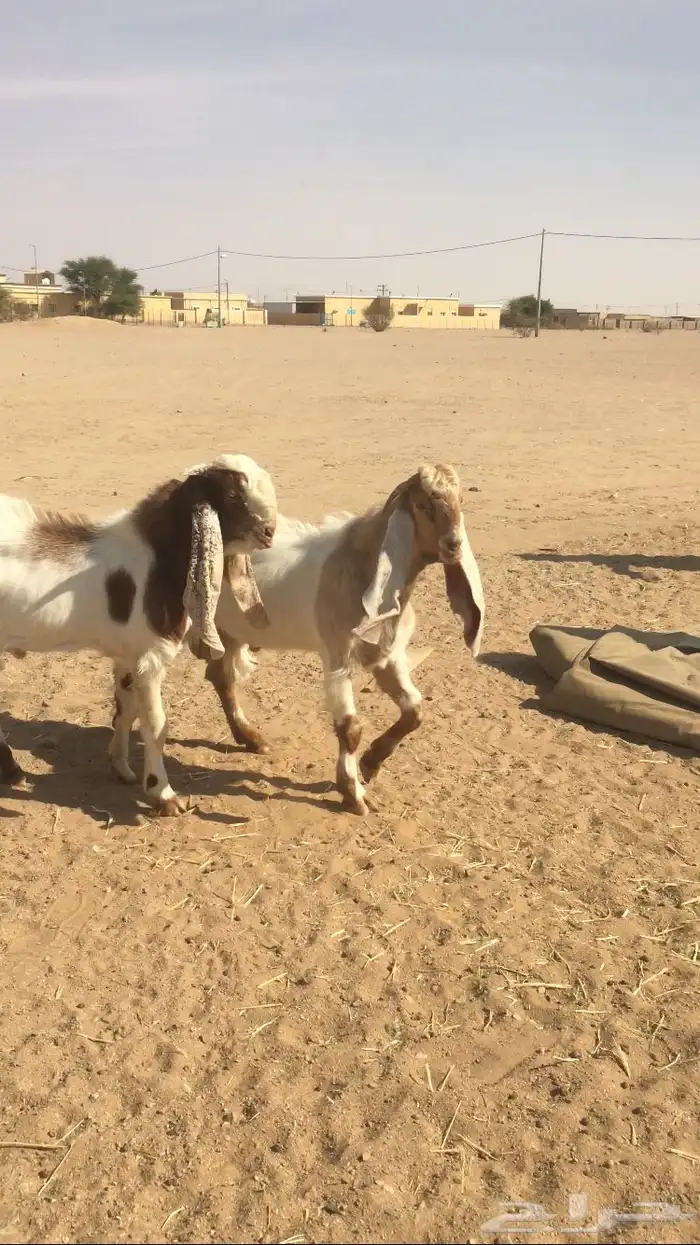 مشاريع فحول مشاريك 7