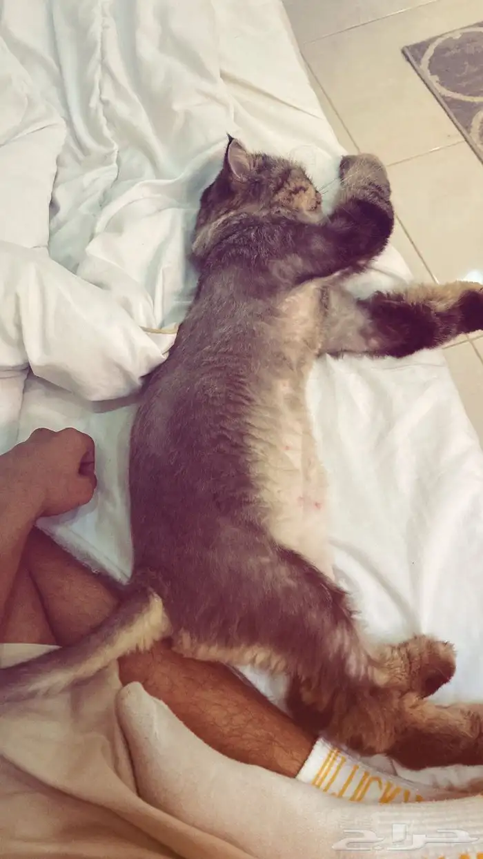 قطه شيرازي 2