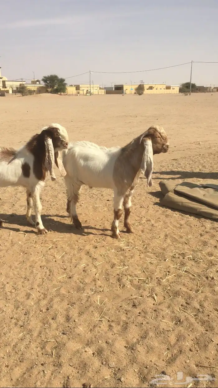 مشاريع فحول مشاريك 5