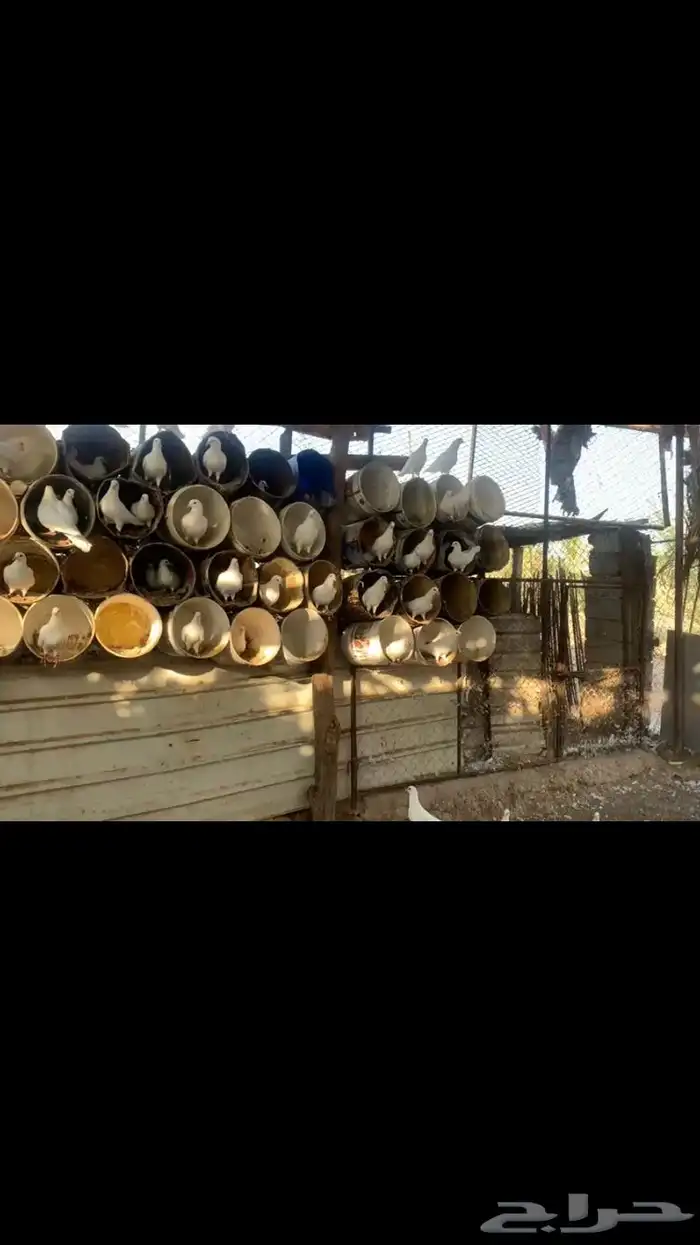 حمام فرنسي سوبر جامبو 0