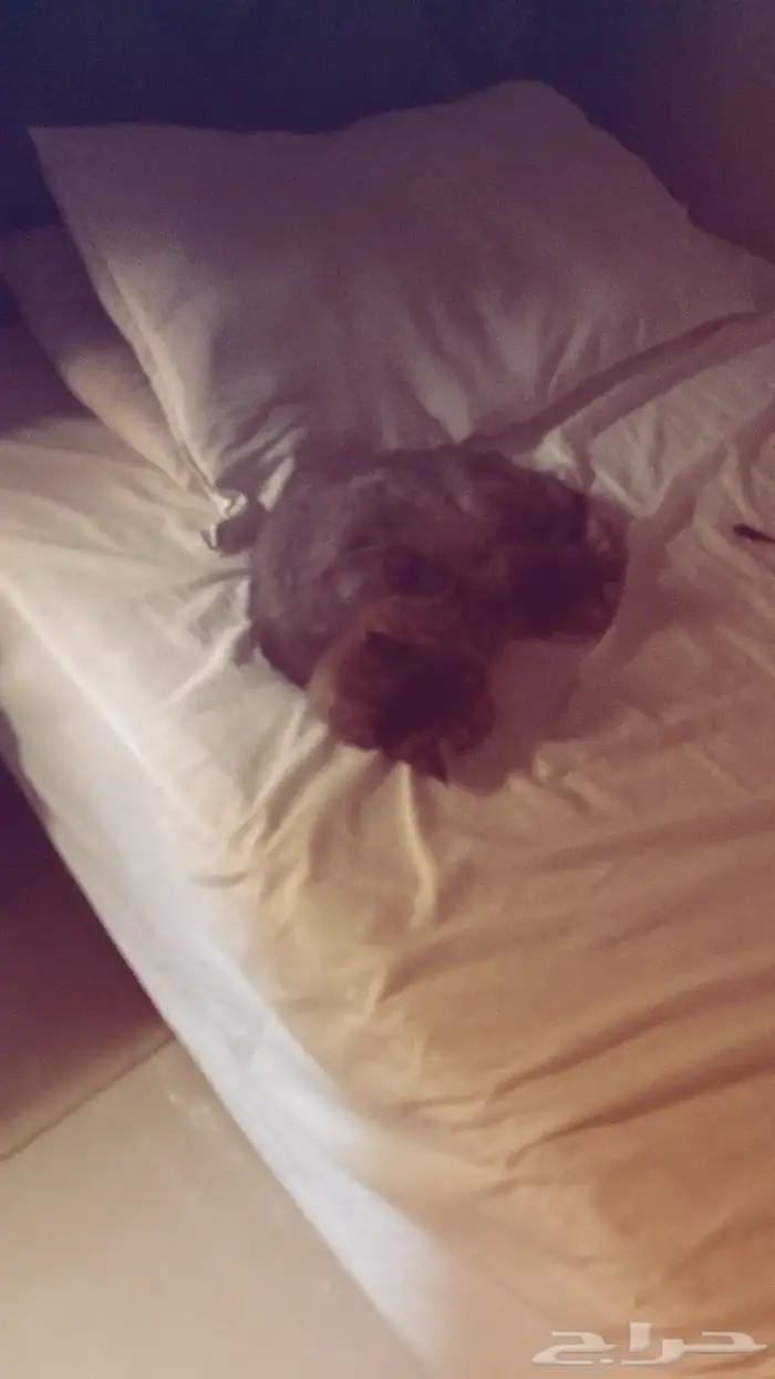 قطه شيرازي 3