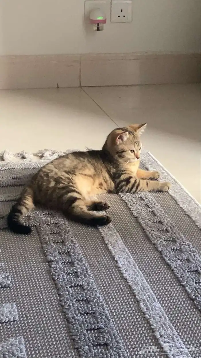 قطه للتبني 20