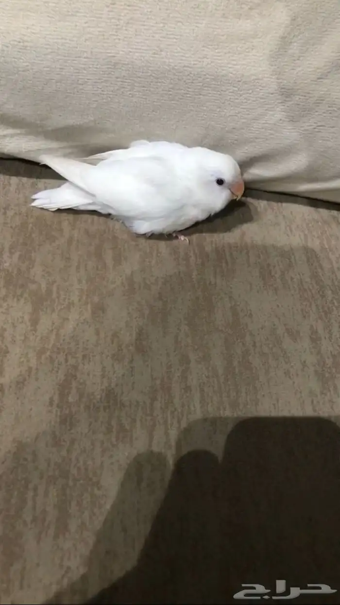 روز البينو عيون حمراء هدد السعر سوم الحد250 7