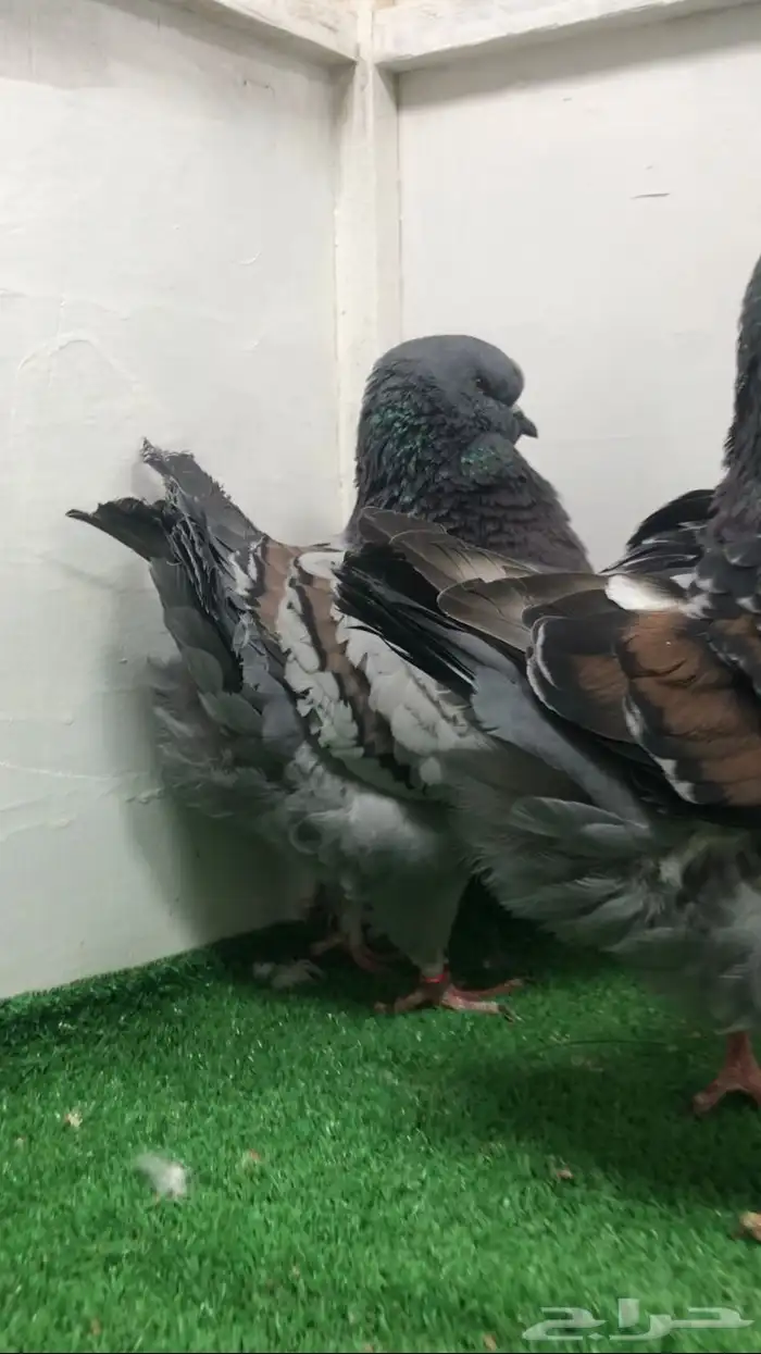 جوزين كنق مدينا 1