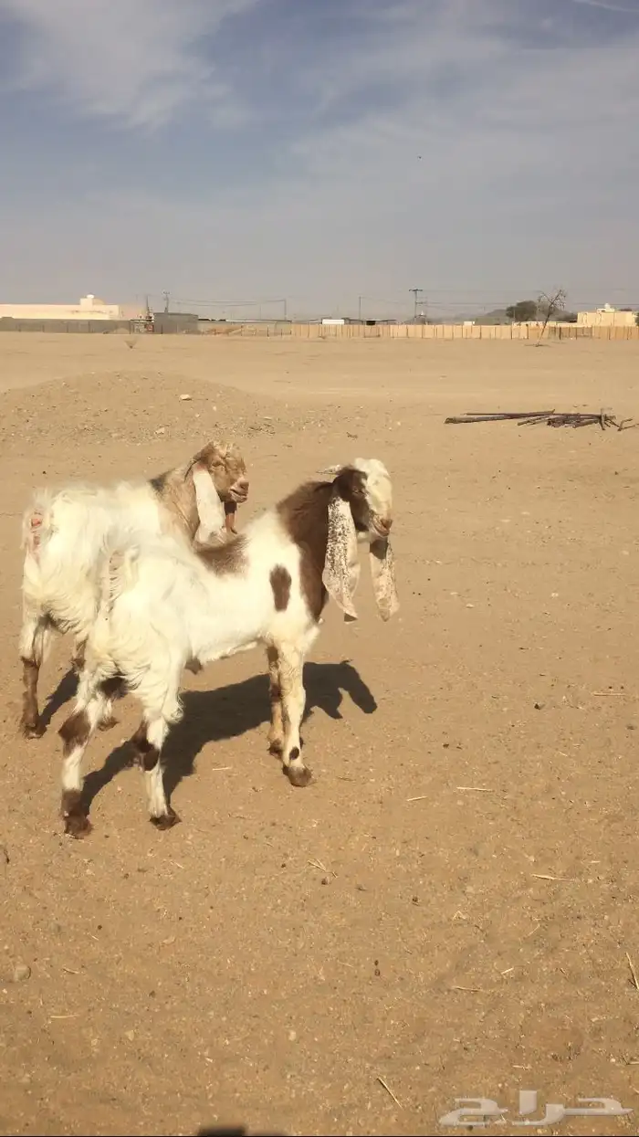 مشاريع فحول مشاريك 2