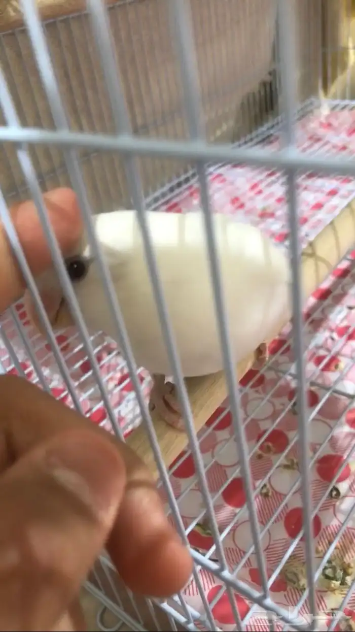 روز البينو عيون حمراء هدد السعر سوم الحد250 8