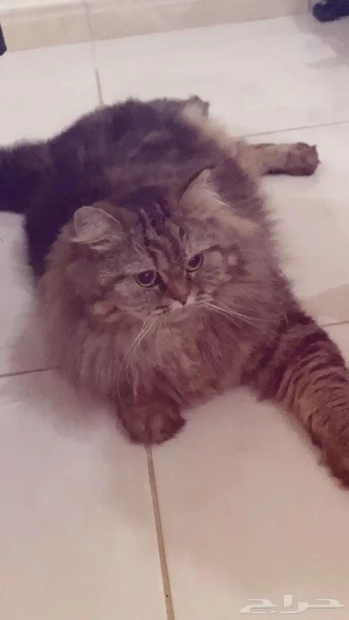 قطه شيرازي 0