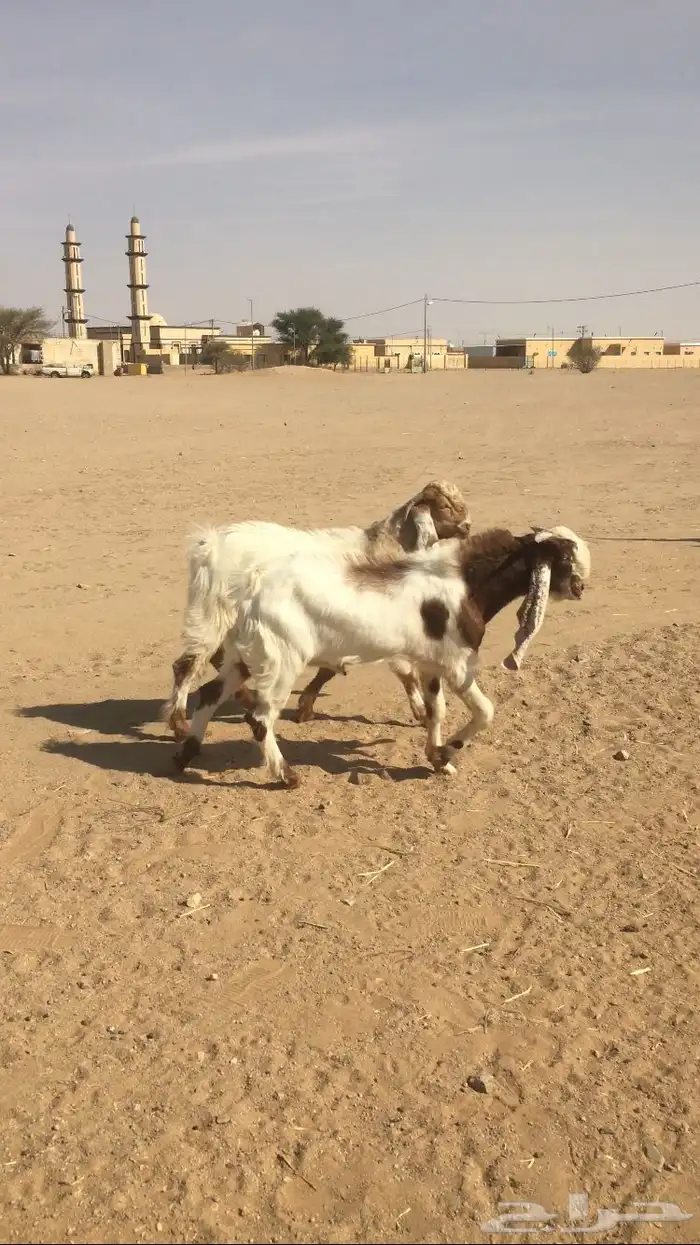 مشاريع فحول مشاريك 4