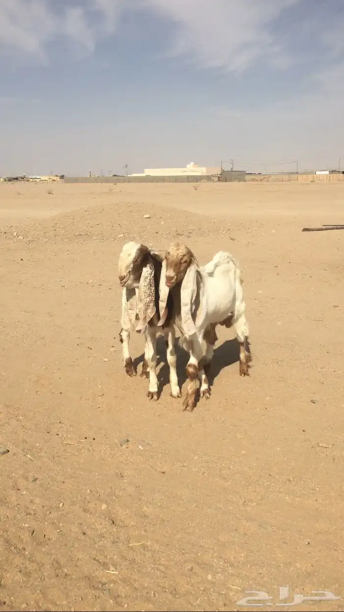 مشاريع فحول مشاريك 1