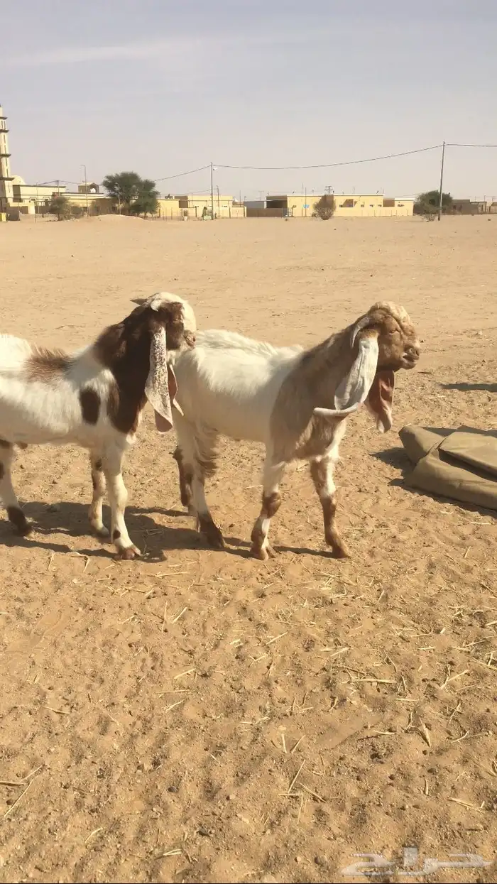 مشاريع فحول مشاريك 0