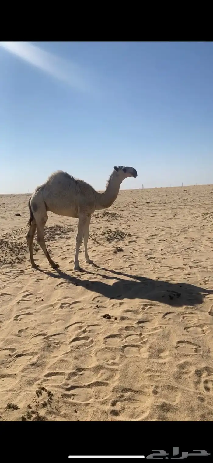 قعود باتلي 0