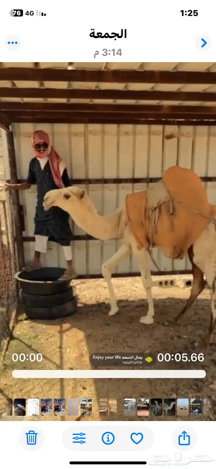قعود علا الكاسرالرماني بعير دليل مفرود يدخل خق 1