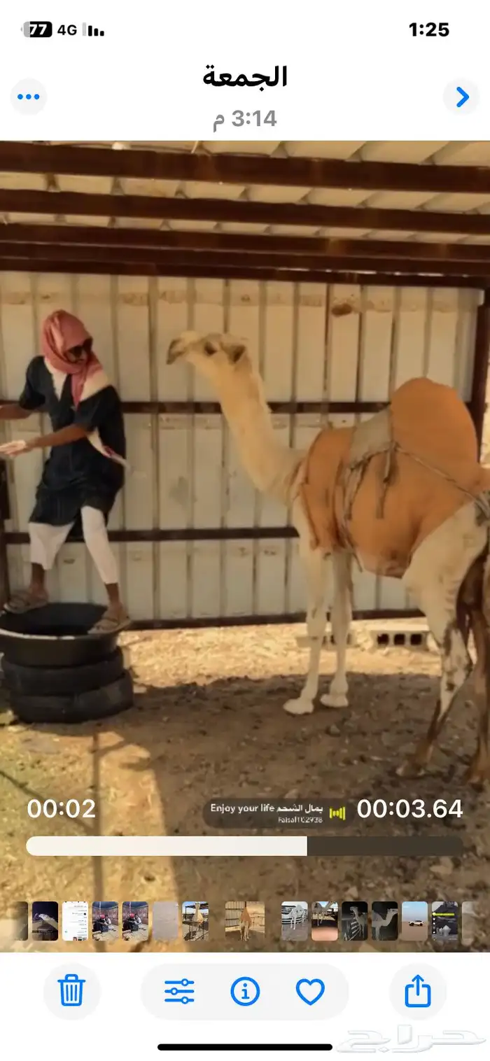 قعود علا الكاسرالرماني بعير دليل مفرود يدخل خق 0