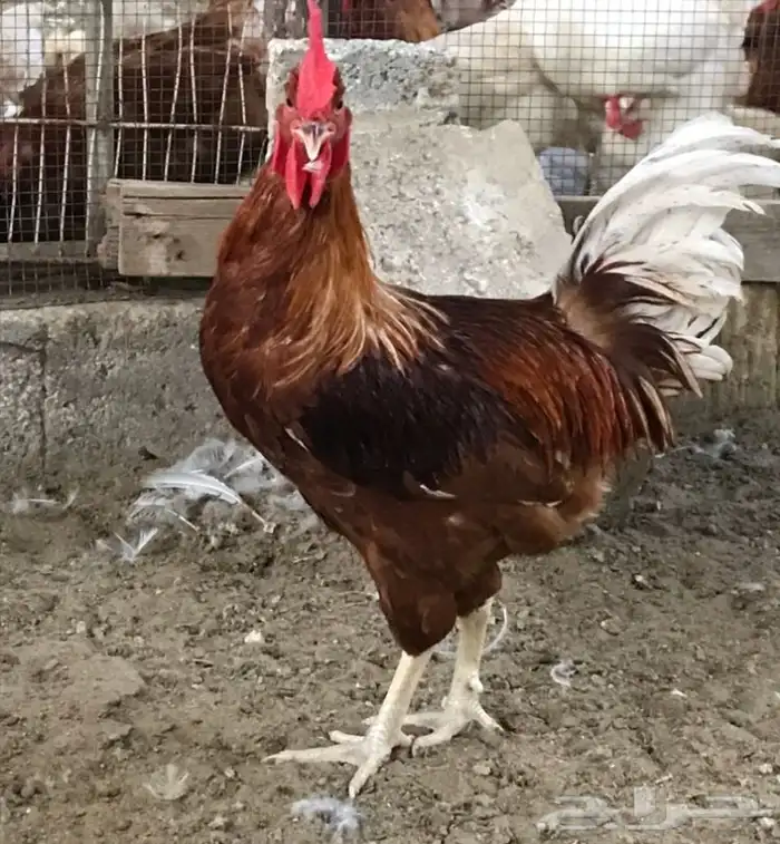 دياكه لوهمان براون بيور 2