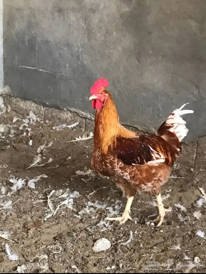 دياكه لوهمان براون بيور 1