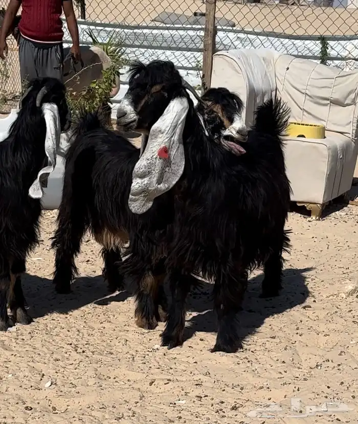 جفار عوارض طيبة 0