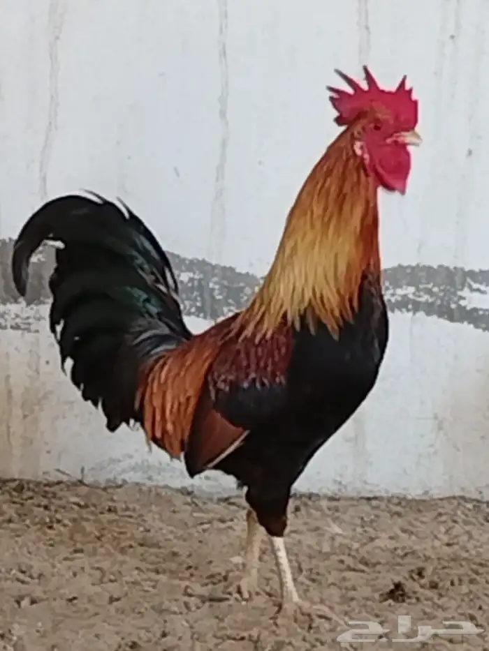 ديك بلدي ترثة 0