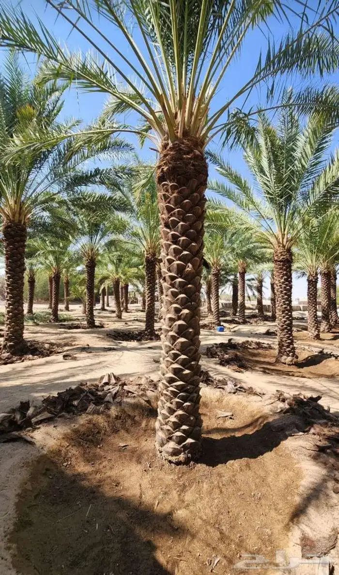 نخل واشنطن وعربي مثمر جميع المقاسات متوفره يوجد توصيل لجميع 4