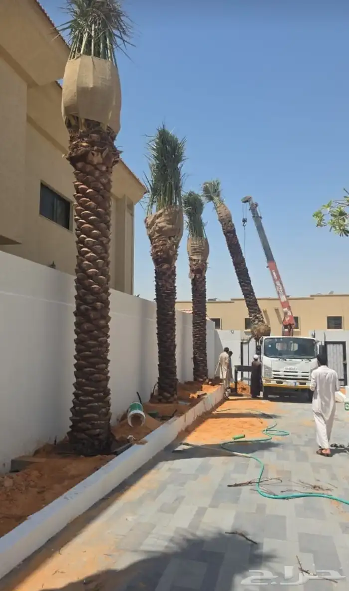 نخل واشنطن وعربي مثمر جميع المقاسات متوفره يوجد توصيل لجميع 1