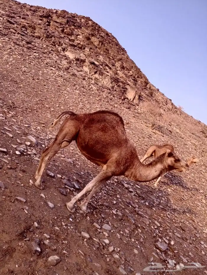 نياق للبيع 2