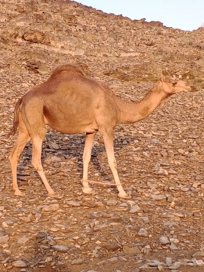 نياق للبيع 1