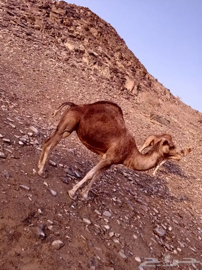 نياق للبيع 4