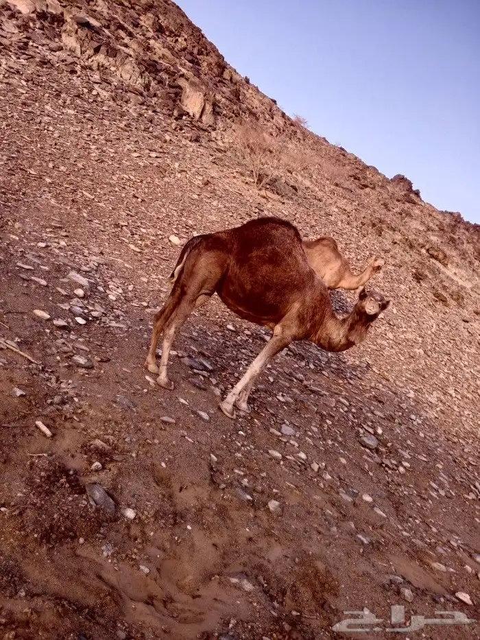 نياق للبيع 3