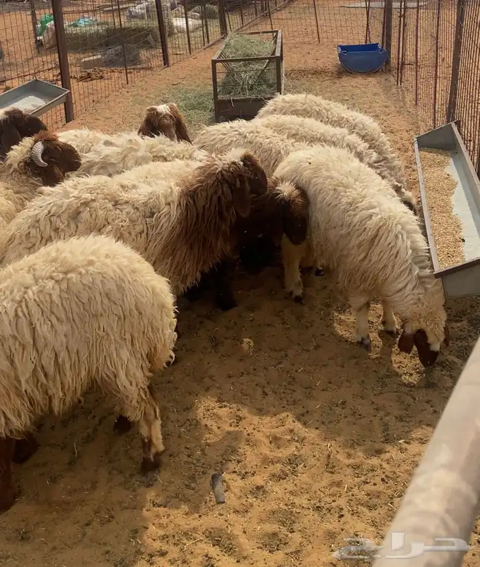 رخال طيبه مغلقه العمار 8 شهور و العدد 9 و الطلي العاشر 0