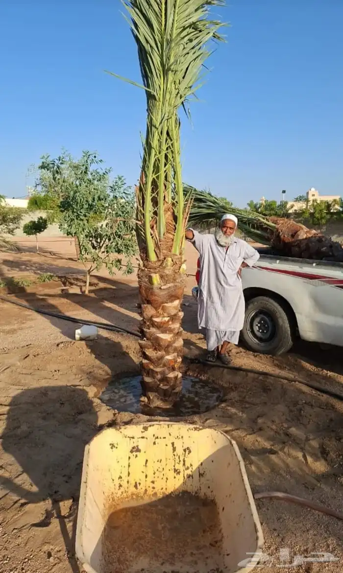 يتوفر لديناء جميع انوع انخيل المثمرة وزينه 3