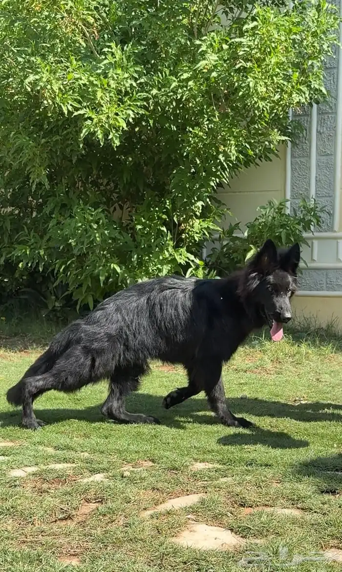 كلاب جيرمن 1