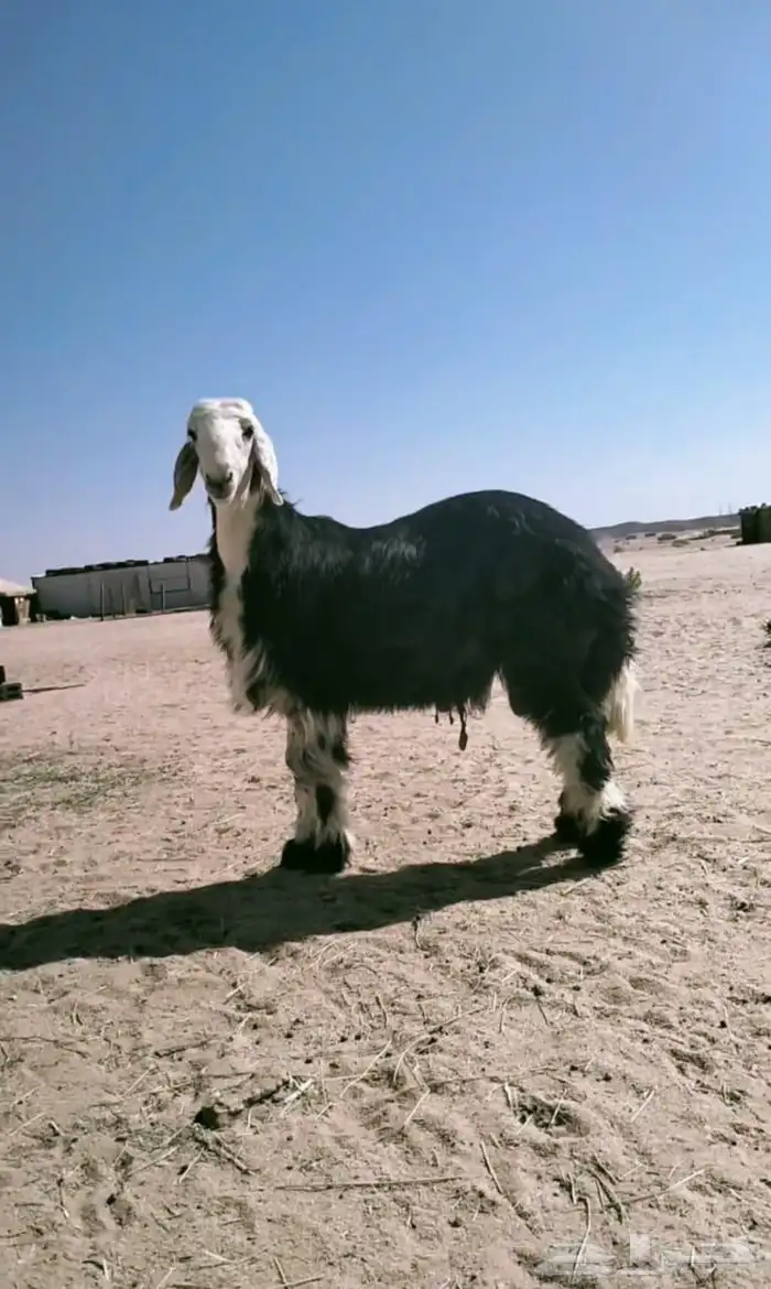 ذبائح متوفر تابي تمار 2