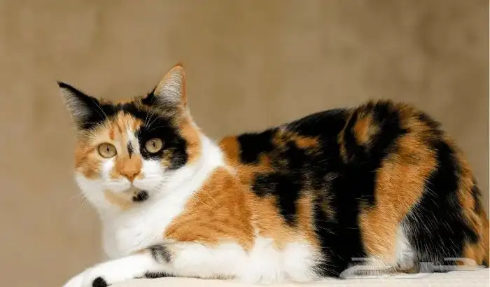 عندي قطط لاتبني معا أغرضها كامله ومعا الحمام حقها عزكم الله 3